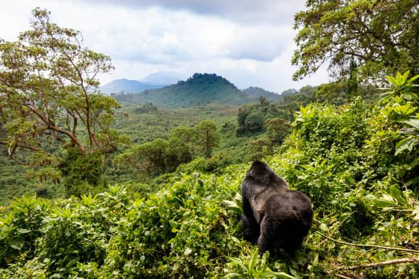 nyungwe park