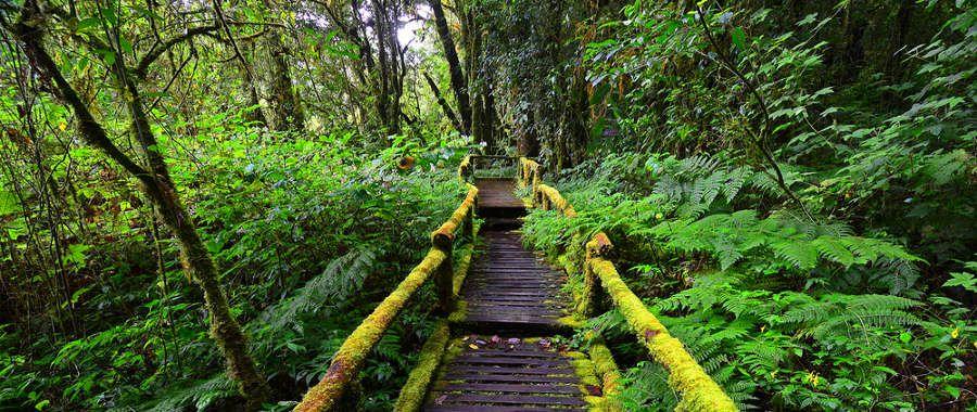 nyungwe park
